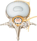 innervation-discale