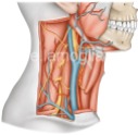 jugulaire-interne02