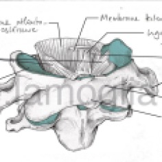 membranes-atlantocervicales01