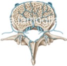 veines-vertebre